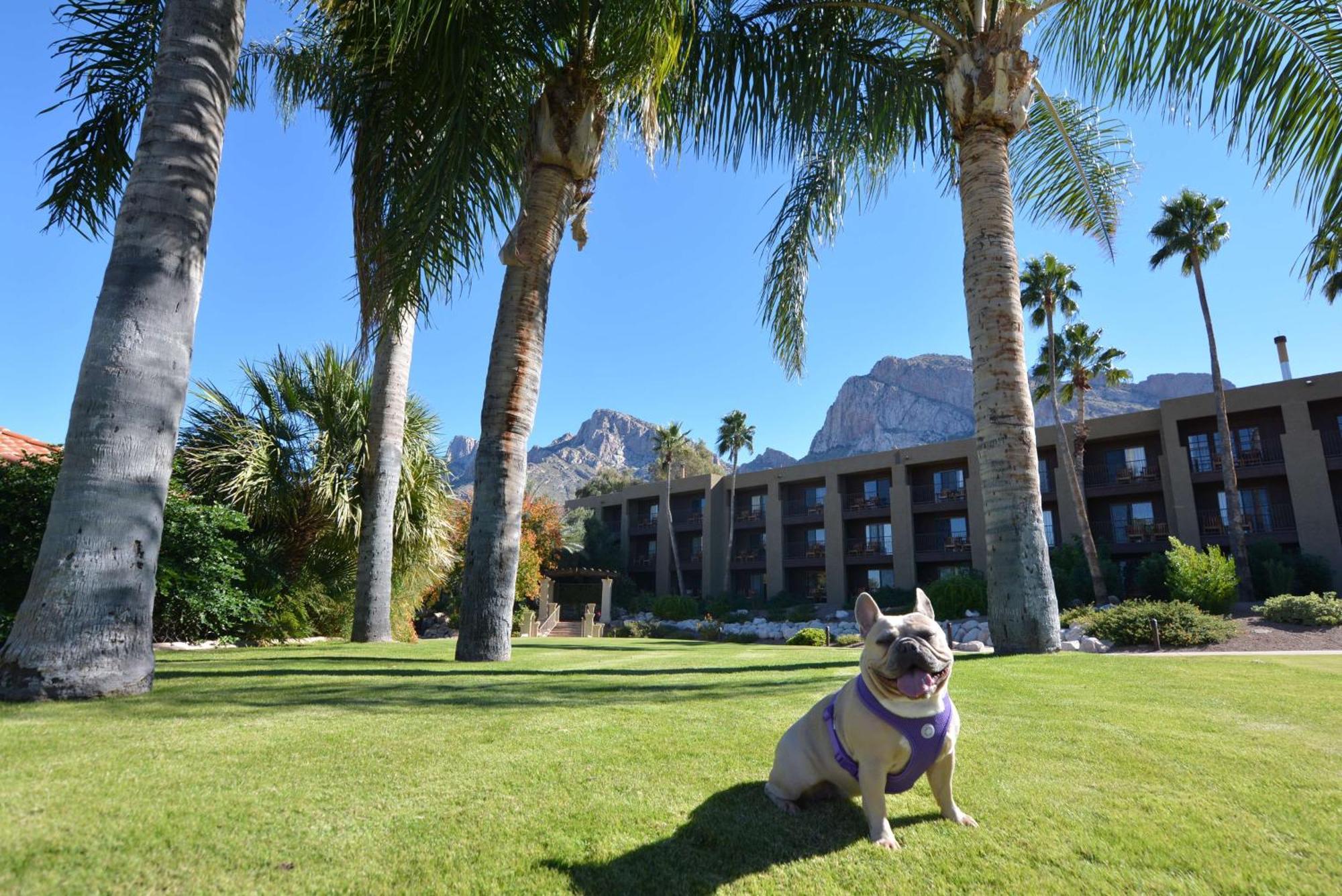 El Conquistador Tucson, A Hilton Resort Oro Valley Esterno foto